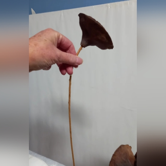 5 Dried Lotus Pods - Picture 3 of 5